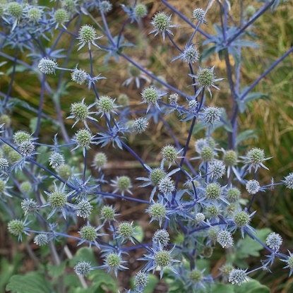 Picture of Eryngium - Planum